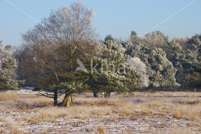 Uffelter binnenveld