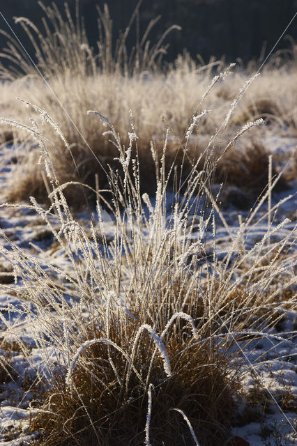 Uffelter binnenveld