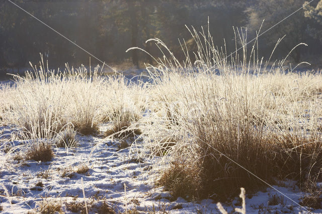 Uffelter binnenveld