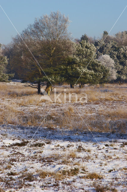 Uffelter binnenveld