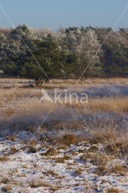 Uffelter binnenveld