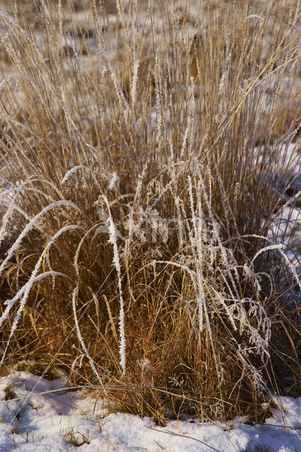 Uffelter binnenveld