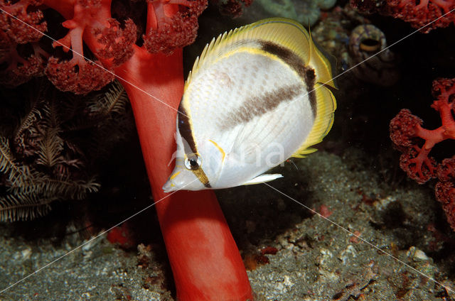 Vagebondkoraalvlinder (Chaetodon vagabundus)