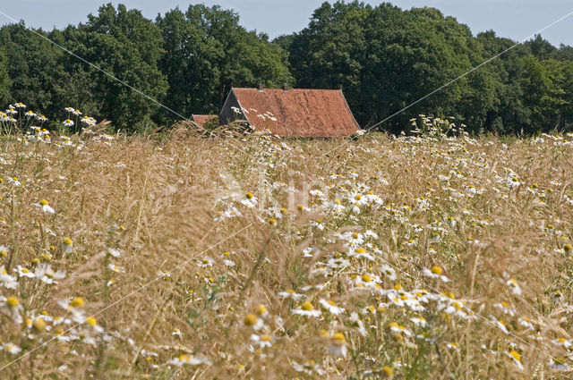 Valse kamille (Anthemis arvensis)