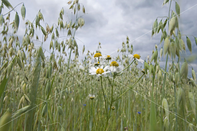 Valse kamille (Anthemis arvensis)