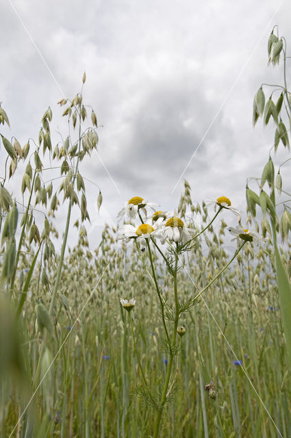 Valse kamille (Anthemis arvensis)