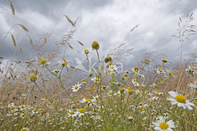 Valse kamille (Anthemis arvensis)