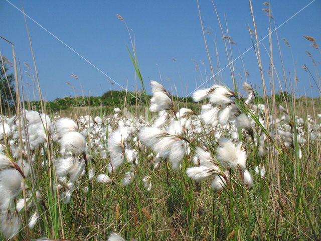 Veenpluis (Eriophorum angustifolium)