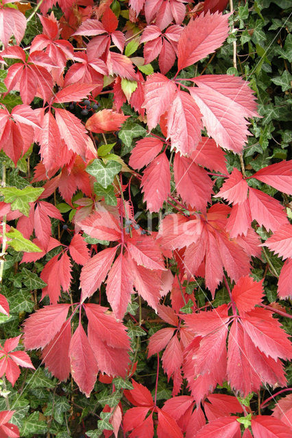 Vijfbladige wingerd (Parthenocissus quinquefolia)