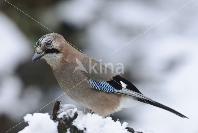 Vlaamse Gaai (Garrulus glandarius)