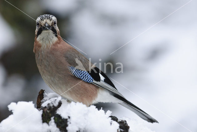 Vlaamse Gaai (Garrulus glandarius)