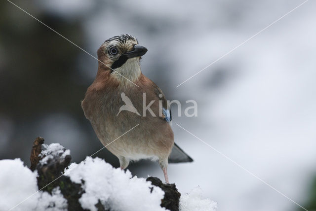 Vlaamse Gaai (Garrulus glandarius)