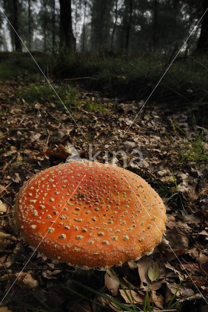 Vliegenzwam (Amanita muscaria)