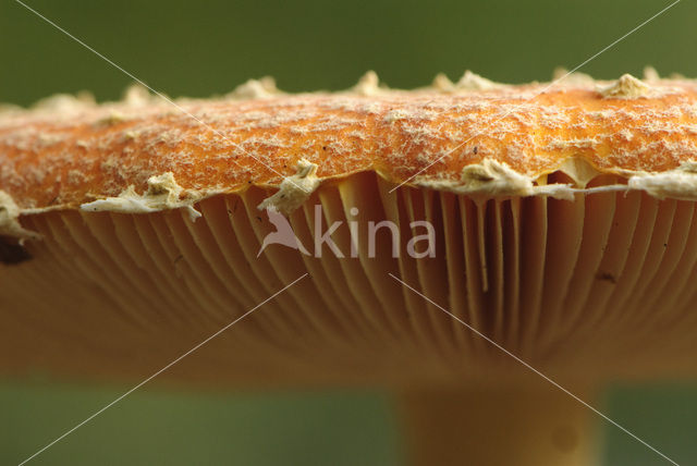 Vliegenzwam (Amanita muscaria)