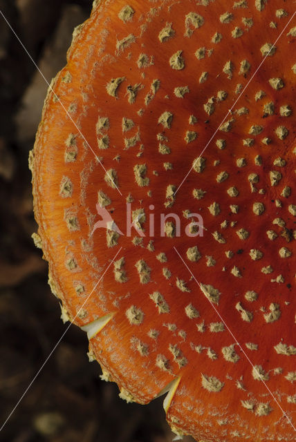 Vliegenzwam (Amanita muscaria)