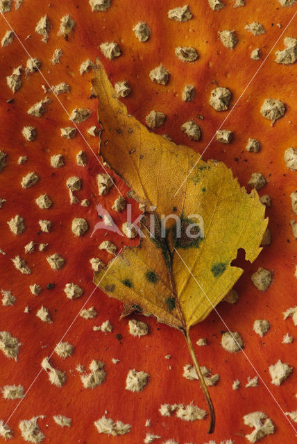 Vliegenzwam (Amanita muscaria)