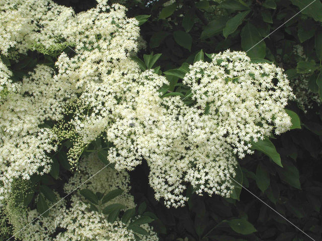 Vlier (Sambucus )