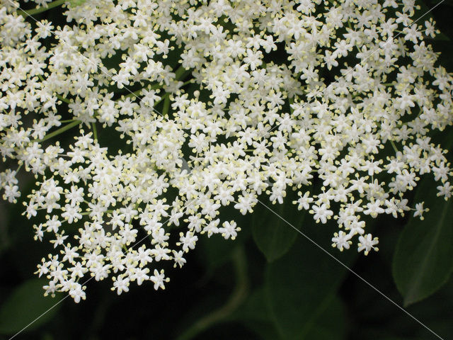 Vlier (Sambucus )