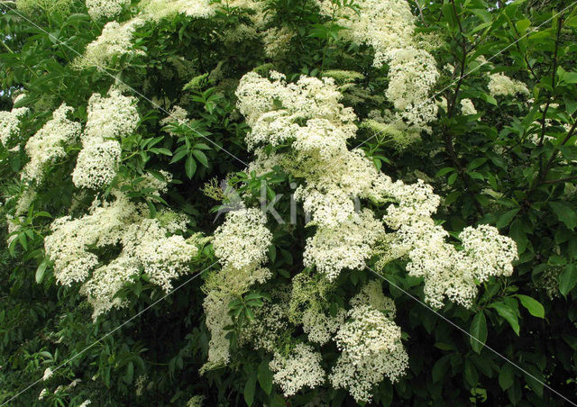 Vlier (Sambucus )