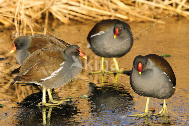 Waterhoen (Gallinula chloropus)