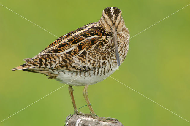 Watersnip (Gallinago gallinago)