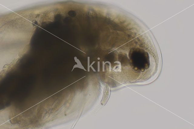 Watervlo (Daphnia sp.)