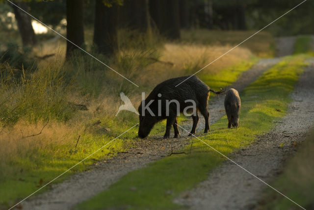 Wild zwijn