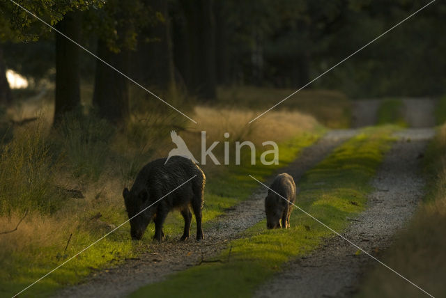 Wild zwijn