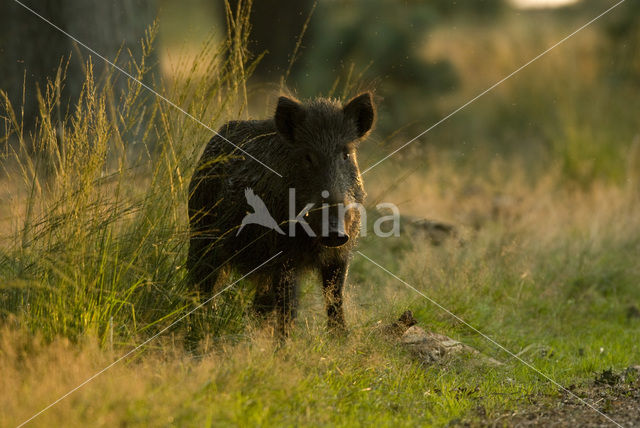 Wild zwijn