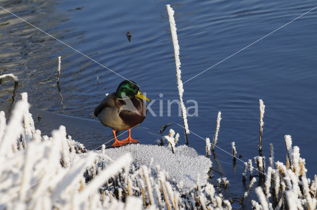 Wilde Eend (Anas platyrhynchos)