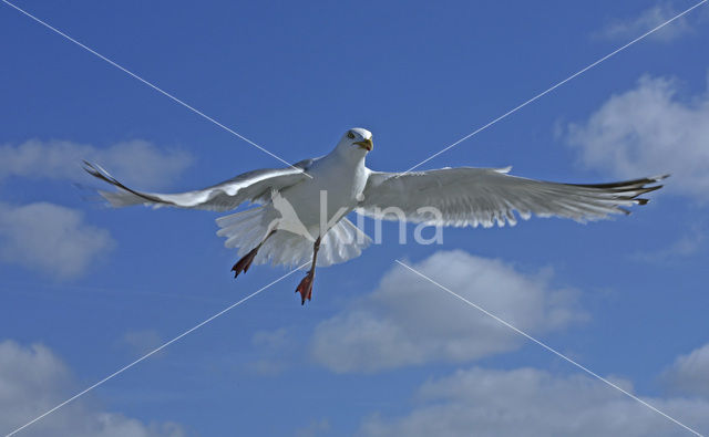 Zilvermeeuw (Larus argentatus)