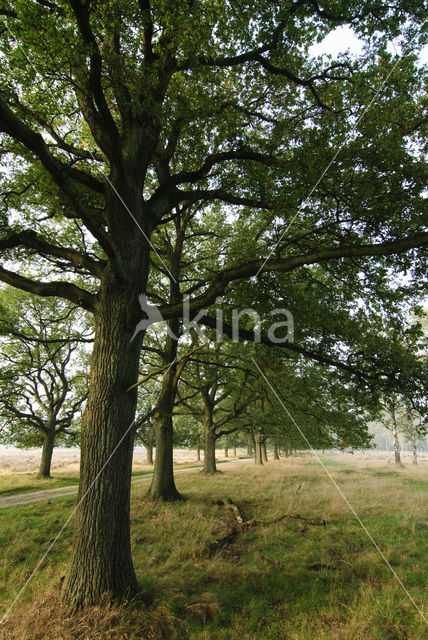 Zomereik (Quercus robur)