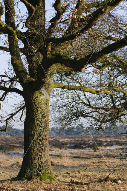 Zomereik (Quercus robur)