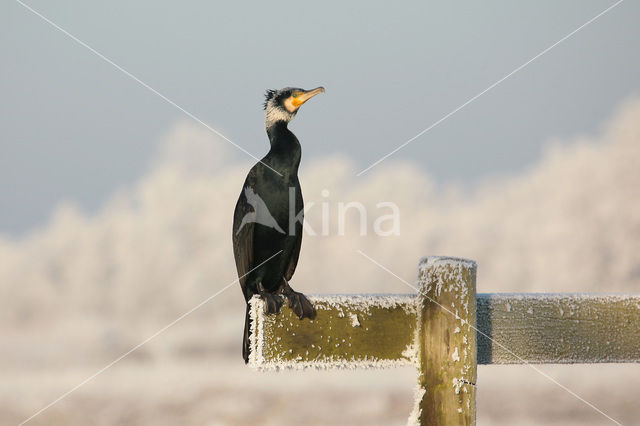 Aalscholver (Phalacrocorax carbo)