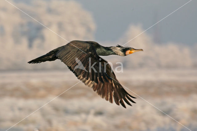 Aalscholver (Phalacrocorax carbo)