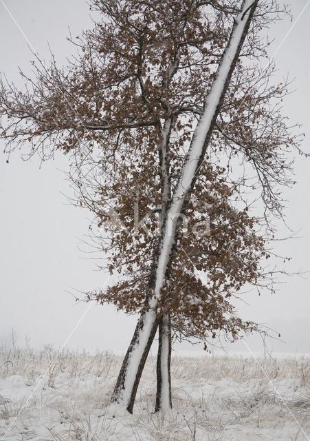 Achterhoek