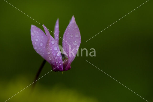 Alpenviooltje (Cyclamen coum)