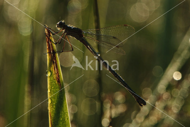 Azuurwaterjuffer (Coenagrion puella)