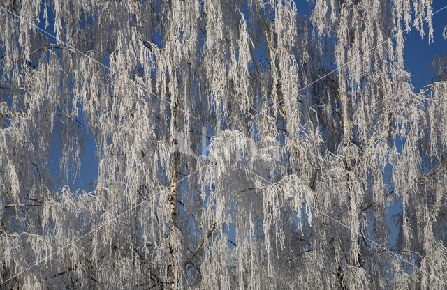 Berk (Betula)