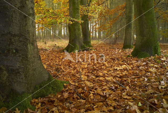 Beech (Fagus sylvatica)