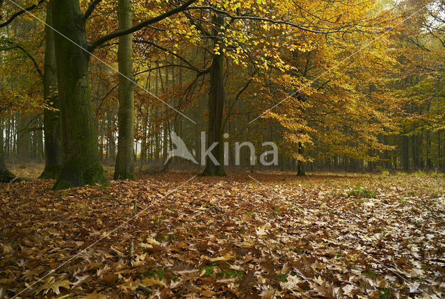 Beech (Fagus sylvatica)