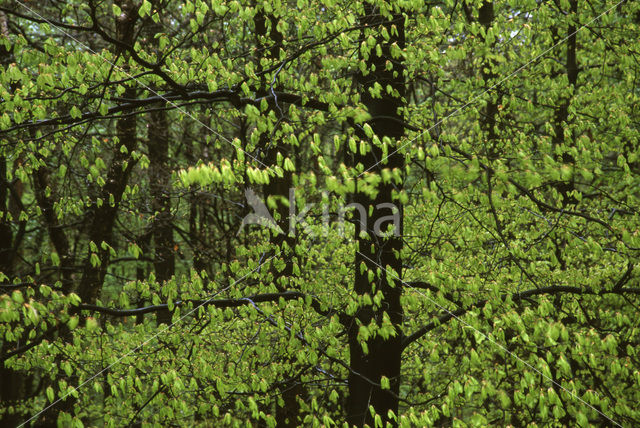 Beech (Fagus spec.)