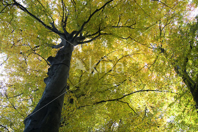 Beech (Fagus spec.)