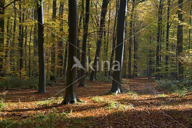 Beuk (Fagus spec.)