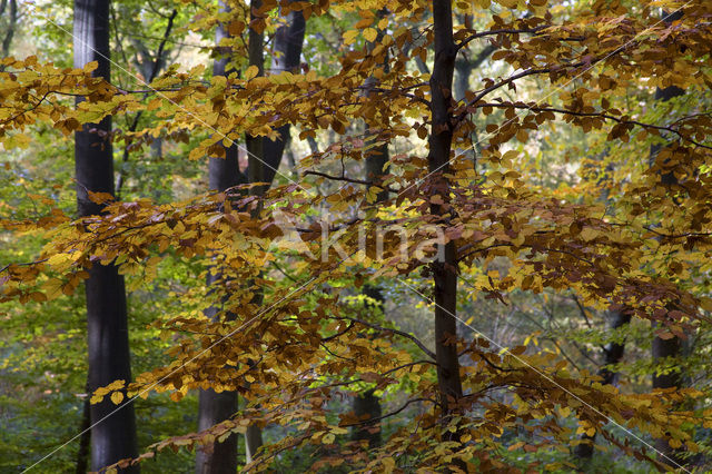 Beuk (Fagus spec.)