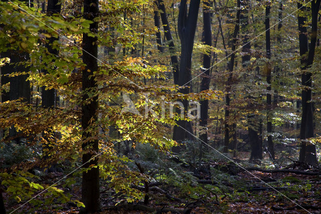 Beech (Fagus spec.)