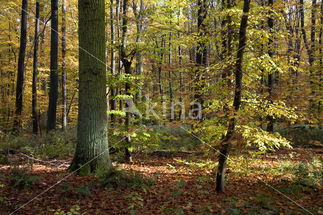 Beech (Fagus spec.)