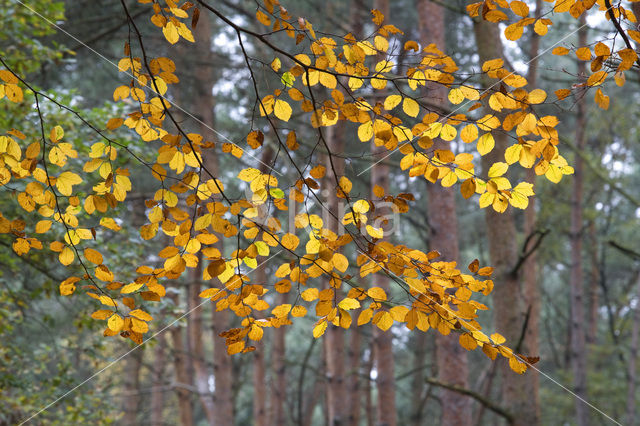 Beech (Fagus spec.)