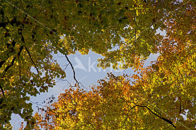 Beuk (Fagus spec.)