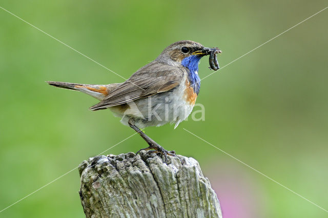 Blauwborst (Luscinia svecica)